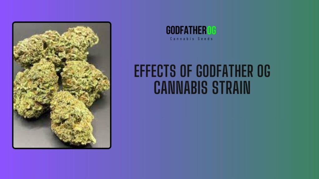 effects of godfather OG cannabis strain