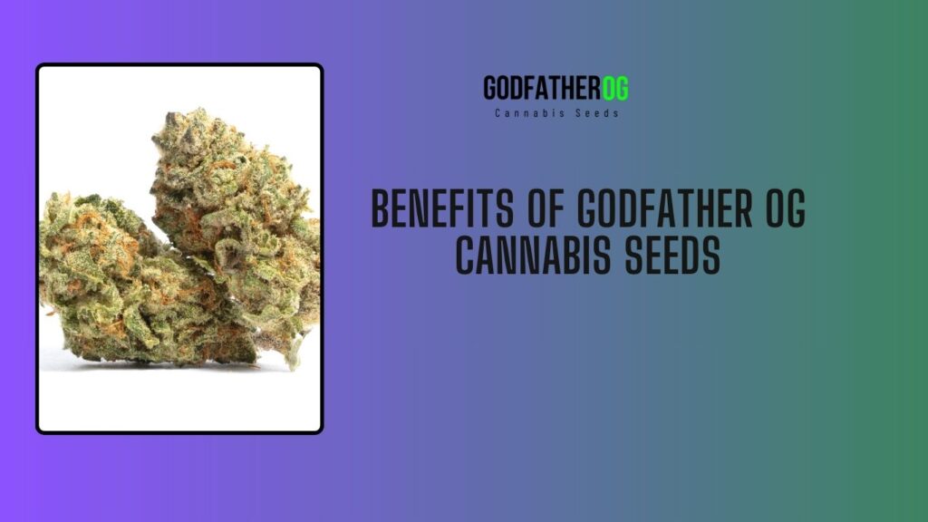 Benefits of Godfather OG Cannabis Seeds