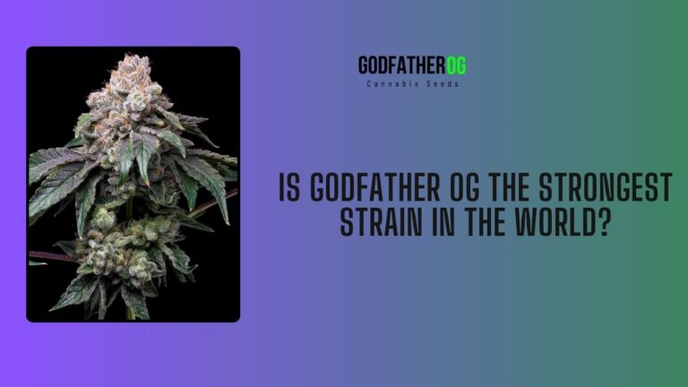 Godfather OG