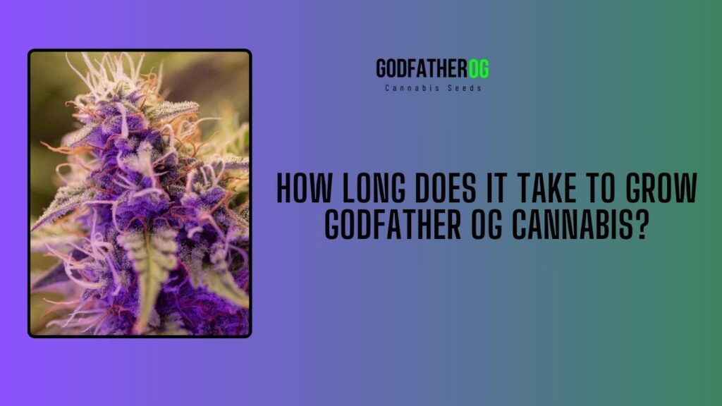 Godfather OG Cannabis