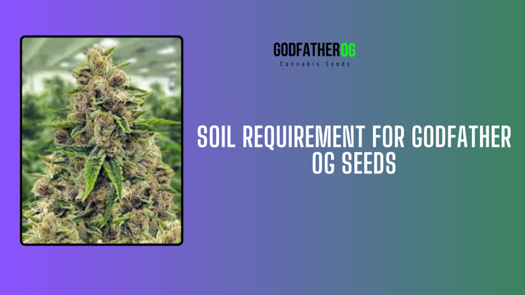 Soil for Godfather OG