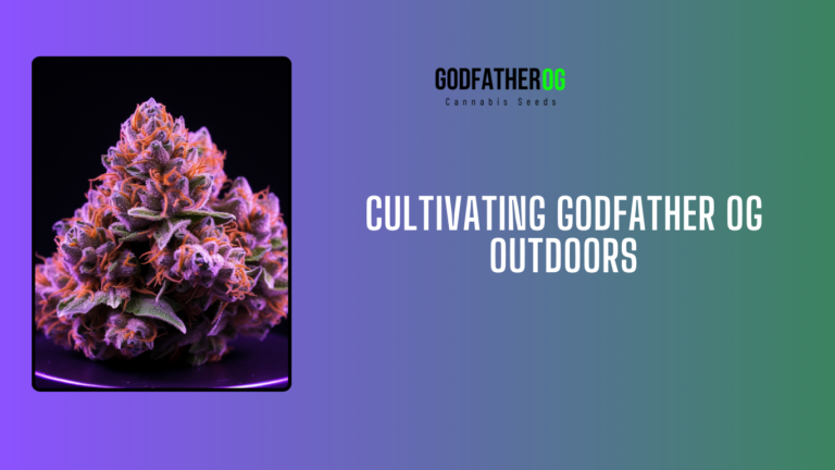 Cultivating Godfather OG Outdoors