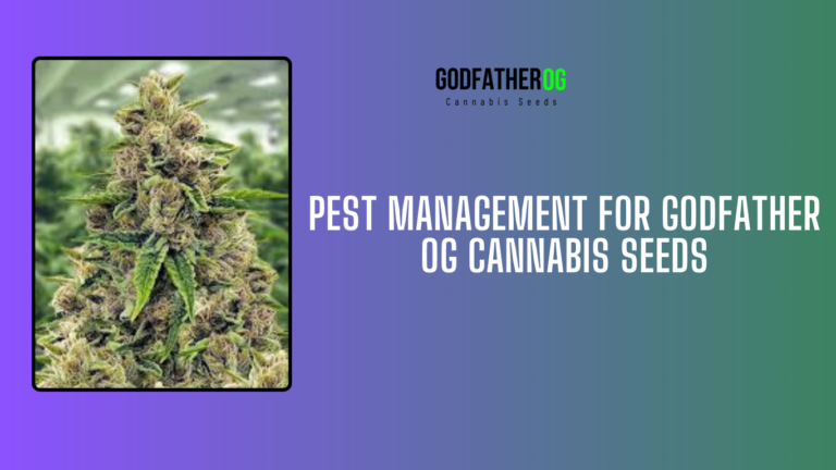 Pest Management for Godfather OG Cannabis Seeds