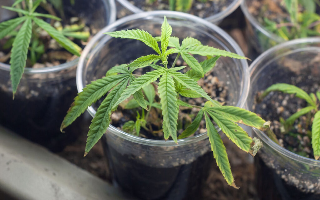 Godfather OG for beginners