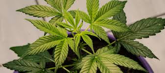 Cannabis for beginners