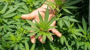 Godfather og pest management