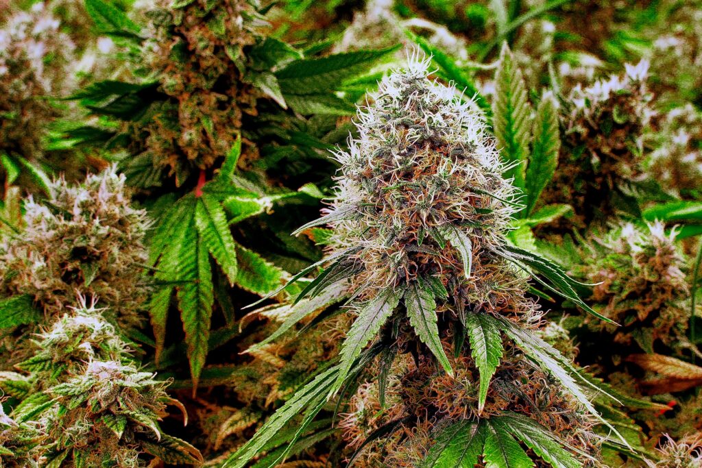 Basics of Godfather OG