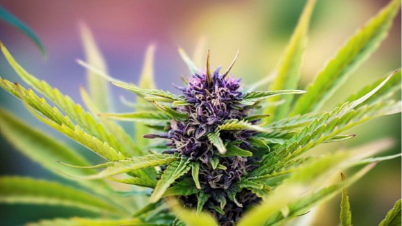 Medicinal Benefits of Godfather OG