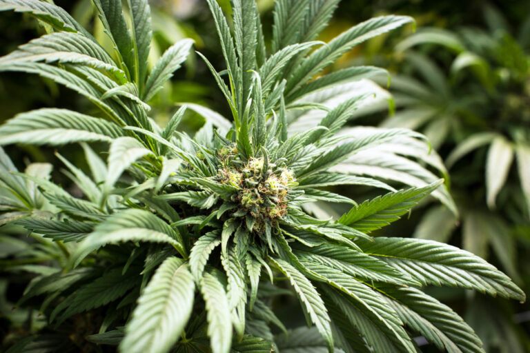 Growing godfather og best practices