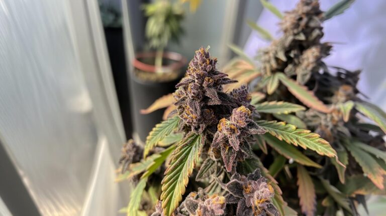 Godfather OG for Pain and Stress