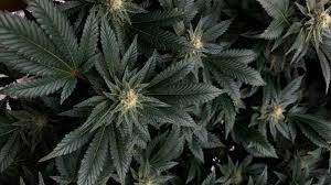 Godfather OG Strain Review