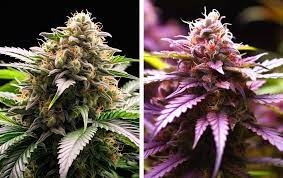 Godfather OG vs. Granddaddy Purple