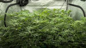 Godfather OG Strain Genetics