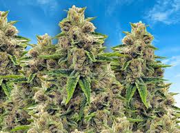 Growing Conditions for Godfather OG