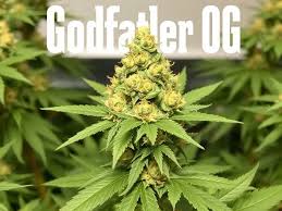 Growing Conditions for Godfather OG