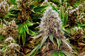 Guide to Godfather OG