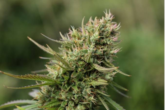 Godfather OG THC Content