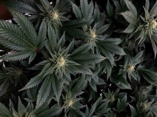 Indica, Sativa, or Hybrid